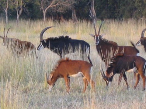 Arik and Craig in the South African Bushveldt